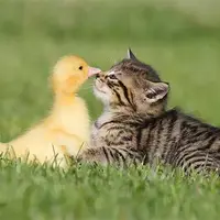 ویدئویی جالب از درگیری بین اردک و گربه
