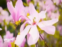 نماهنگ زیبای بهاری با تصاویر گلهای زیبا و طبیعت