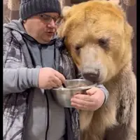 غذا دادن به یک خرس غول پیکر توسط مرد روس با قاشق
