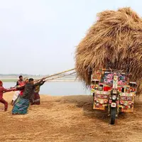 تصویری جالب از بارگیری محموله کاه شلتوک برنج در بنگلادش