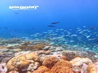 جزیره ای رویایی در مالدیو