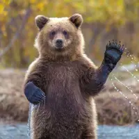 بازی‌ توله خرس قهوه‌ای با دوربین تله‌ای در ارتفاعات رامسر