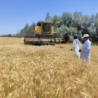 خرید گندم در سیستان و بلوچستان از مرز ۱۰ هزار تن فراتر رفت