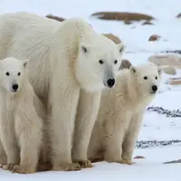 درگیری هولناک بین خرس های قطبی