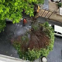 تصاویری از متلاشی شدن یک درخت در تهران بر اثر بارش باران