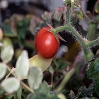 افزایش سطح آنتی‌اکسیدان‌ گوجه فرنگی با نانوحباب هیدروژن