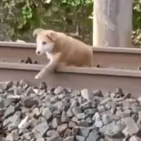 خوابیدن یک سگ روی ریل هنگام عبور قطار