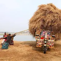 بارگیری محموله کاه شلتوک برنج به بازار فروش در بنگلادش