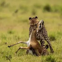 شکار بچه آهو توسط یوزپلنگ در مقابل چشمان مادرش!