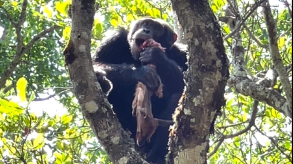 تنبیه یک شامپانزه توسط مادرش به دلیل سنگ زدن به مردم!