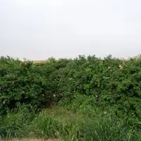 آغاز برداشت گل محمدی در شهرستان اشکذر