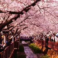 شکوفه های زیبا در کره جنوبی