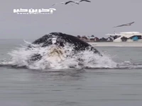 نمایش نهنگ غول پیکر مقابل چشم گردشگران