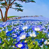 مزارع گل‌های نموفیلای آبی در ژاپن