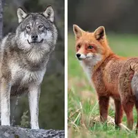 گوناگون/ رمزگشایی از حیات وحش؛ چطور گرگ، روباه و شغال را از یکدیگر تشخیص دهیم؟