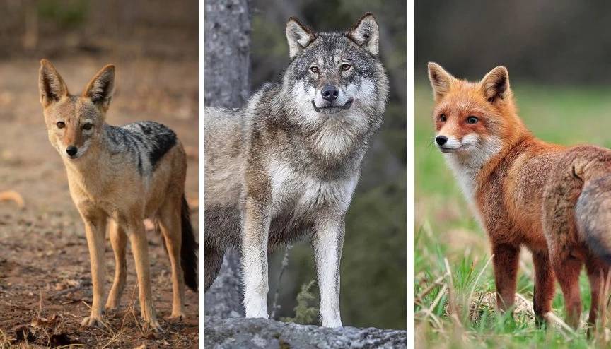 گوناگون/ رمزگشایی از حیات وحش؛ چطور گرگ، روباه و شغال را از یکدیگر تشخیص دهیم؟
