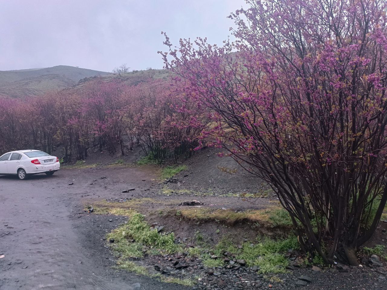 حال و هوای بارانی دره زیبای ارغوان در مشهد