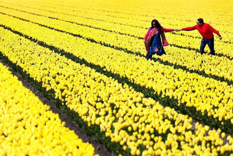 مزرعه گل لاله در هلند