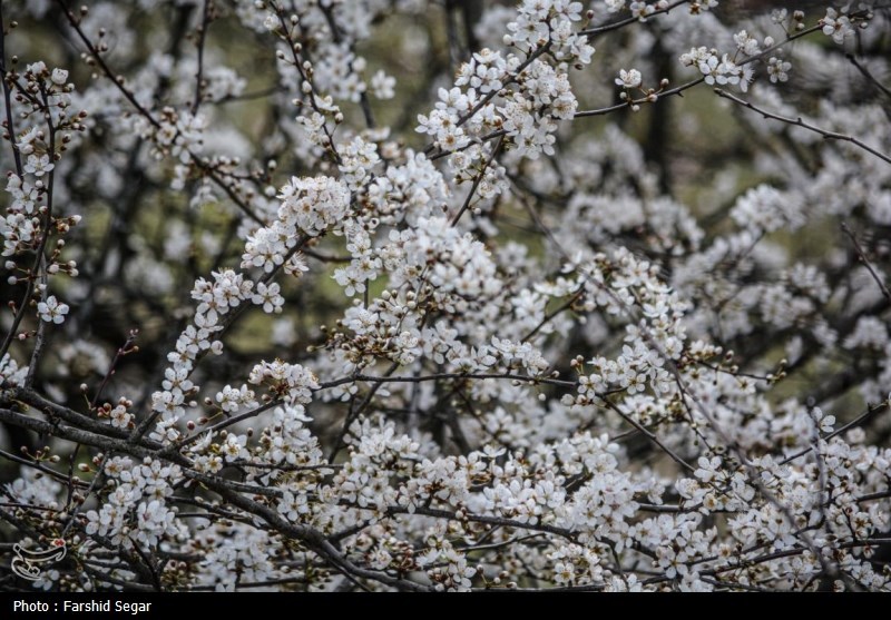 عکس/ شکوفه‌های بهاری در مازندران