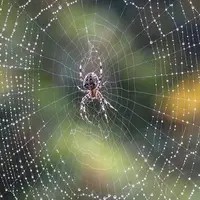 تکنیک حیرت‌انگیز یک عنکبوت برای شکار یک مورچه بزرگ در حال حرکت!