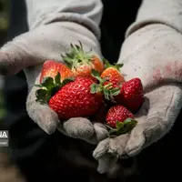 عکس/ برداشت توت فرنگی از مزارع رامیان