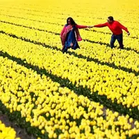 مزرعه گل لاله در هلند