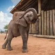 پناهگاه فیل ها در کنیا
