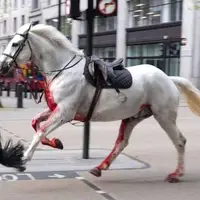 فرار کردن اسب‌ها در مرکز لندن