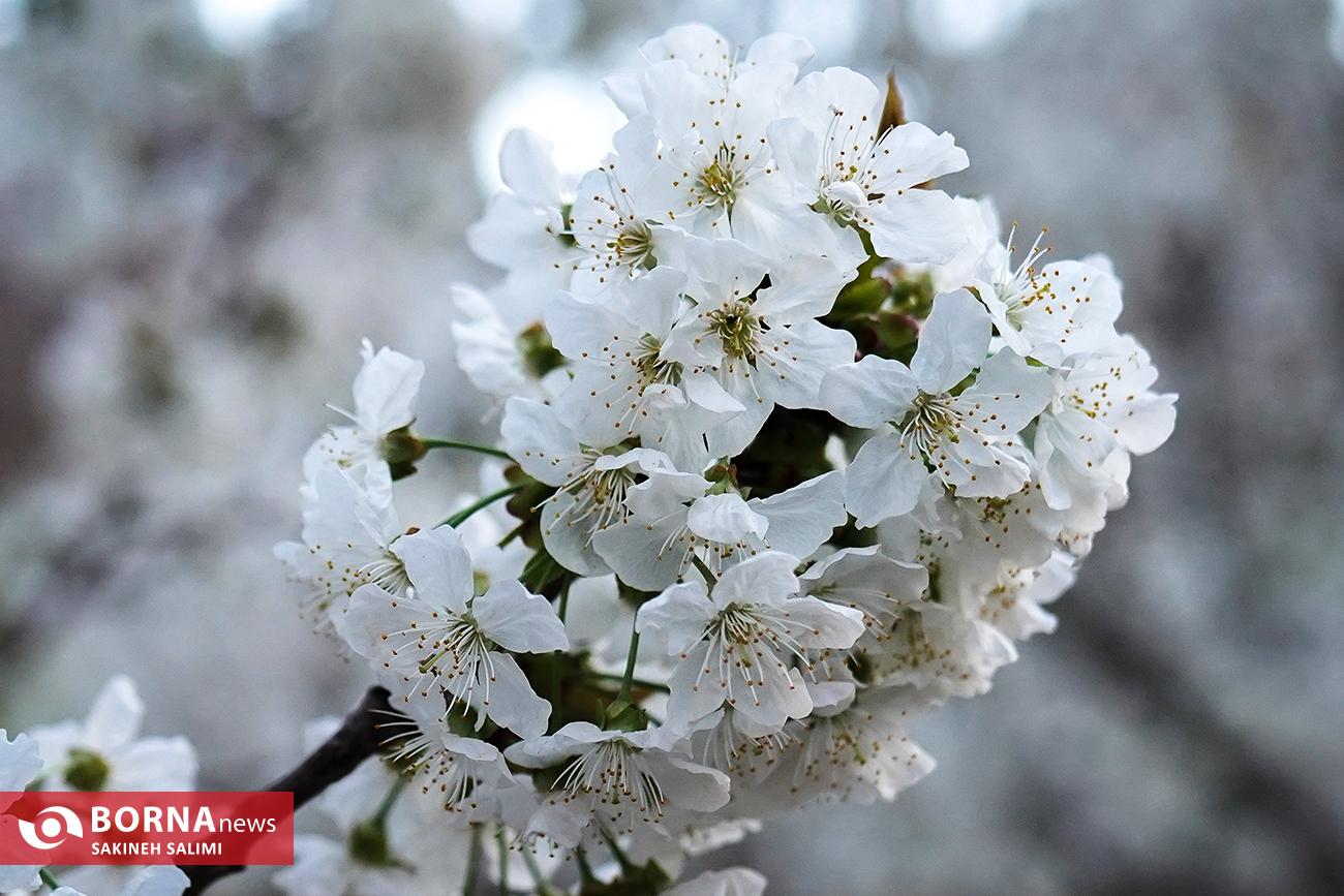 عکس/ شکوفه های بهاری پارک ملی ساریگل
