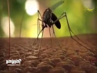 وقتی پشه مالاریا شما را نیش می‌زند چه اتفاقی می‌افتد؟