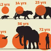 گوناگون/ متوسط طول عمر پستانداران چقدر است؟ 