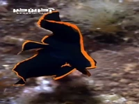 تصاویری از خفاش پلاتاکس یک ماهی دریایی فوق العاده زیبا