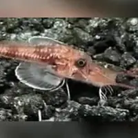 ماهی عجیبی که روی دو پا راه می‌رود