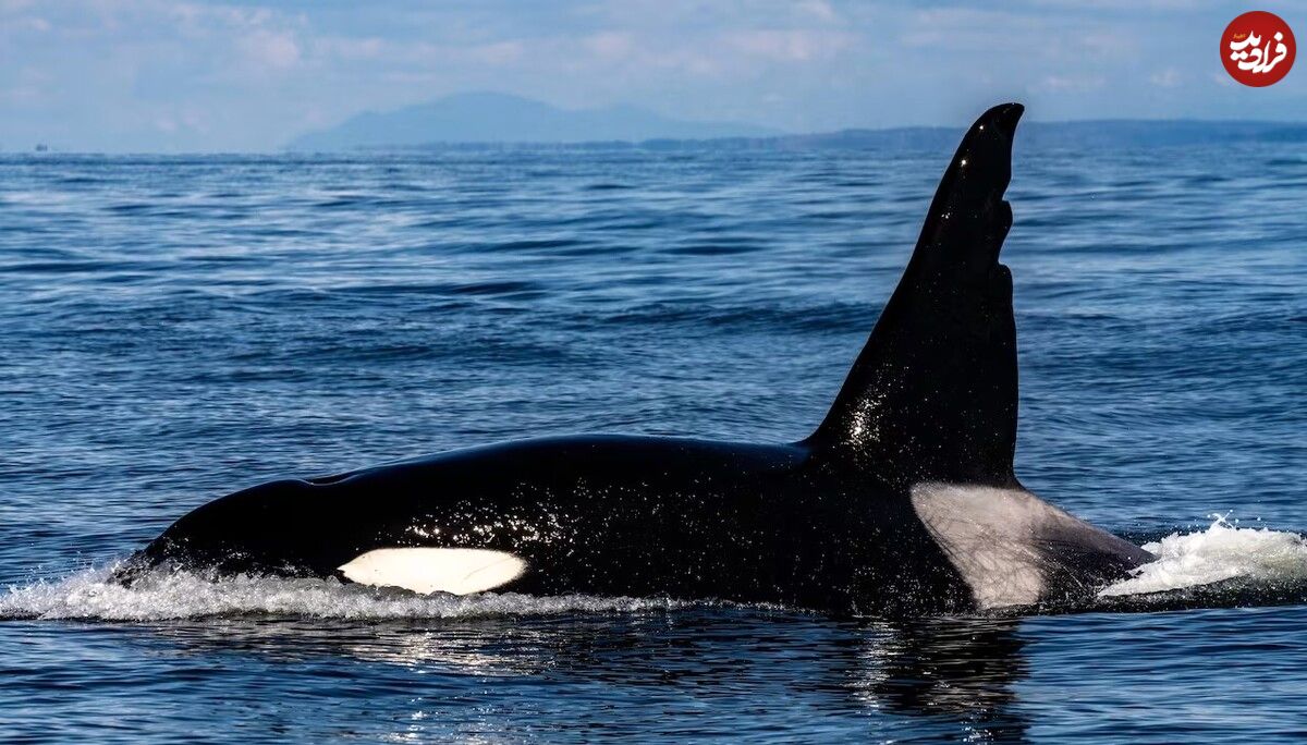 حمله بی‌رحمانه نهنگ قاتل به فوک آبی در ساحل