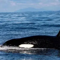 حمله بی‌رحمانه نهنگ قاتل به فوک آبی در ساحل