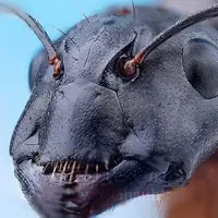 تا به حال چهره مورچه را دیده اید؟