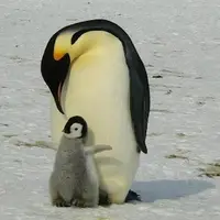 مرگ جوجه‌ پنگوئن‌های امپراتور در پی ذوب بی‌سابقه یخ در قطب جنوب