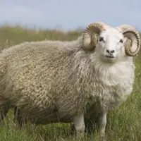 انتقام باورنکردنی یک گوسفند از چوپان!