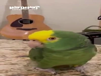 آواز خواندن زیبای یک طوطی
