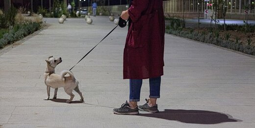 سگ‌گردانی در بوستان‌های کرج ممنوع شود
