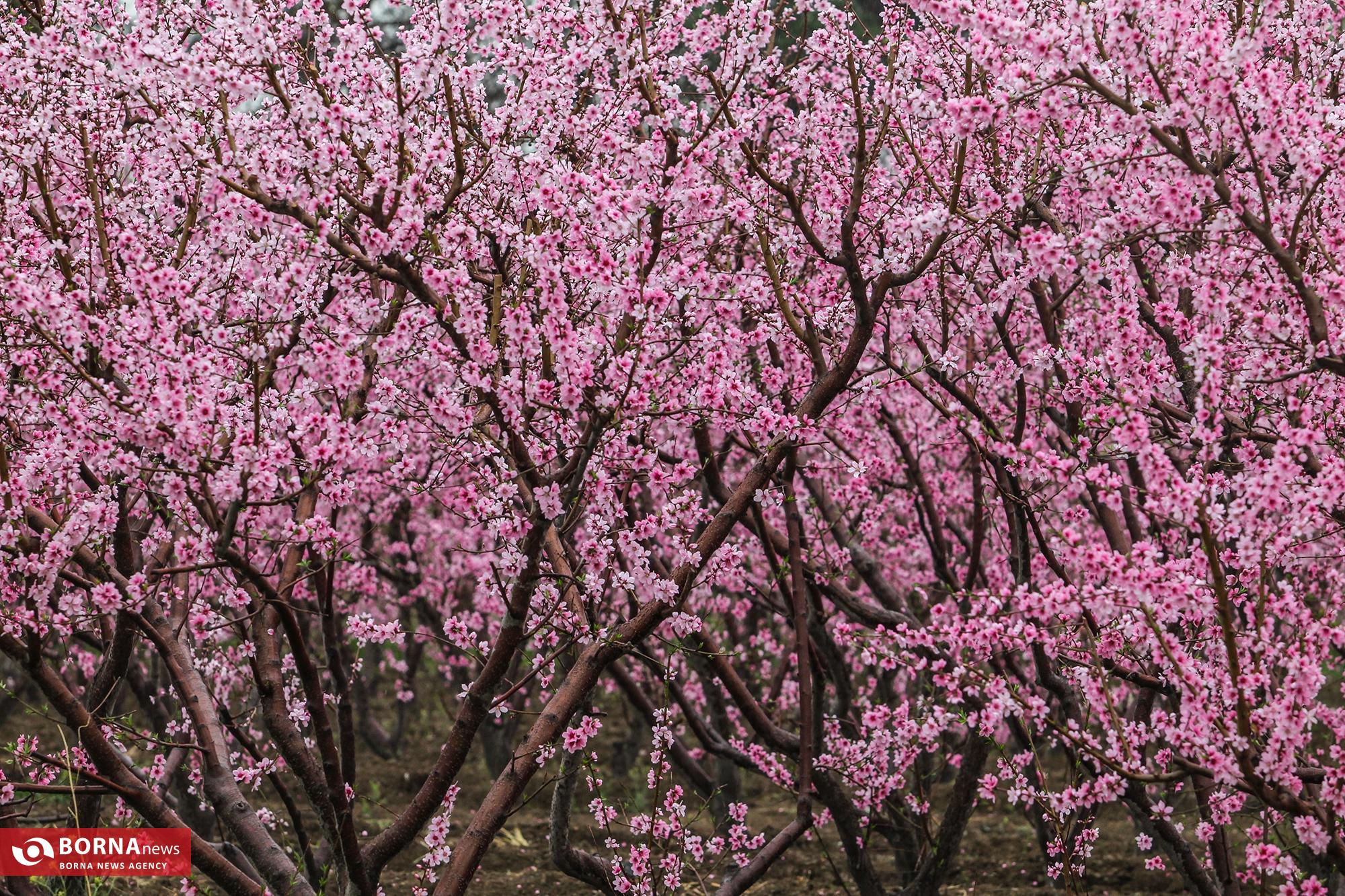 عکس/ شکوفه بهاری باغات شهریار