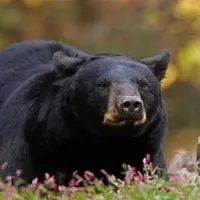 مادر مکزیکی با حفظ آرامش خود توانست از حمله خرس سیاه جلوگیری کند