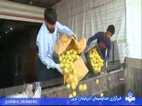 تغییر مسیر سیبِ آذربایجان‌ غربی از صادرات به صنایع تبدیلی!