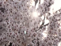 شکوفه‌های بهاری در عجب‌شیر