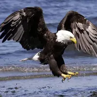 سازوکار جالب دفاع اردک ها در مقابل حمله عقاب