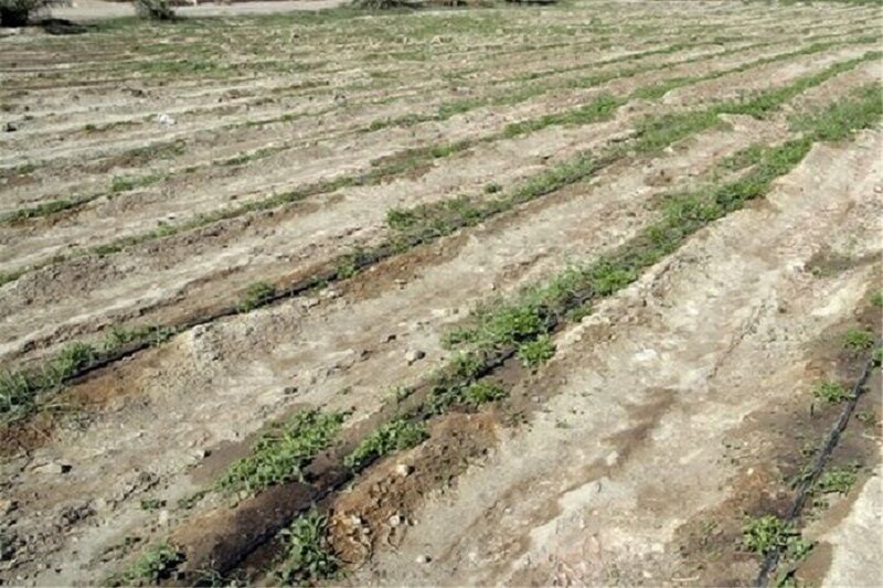 ۱۴۰۰ هکتار از زمین‌های آبی باشت به‌دلیل خشکسالی زیر کشت نمی‌رود