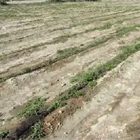 ۱۴۰۰ هکتار از زمین‌های آبی باشت به‌دلیل خشکسالی زیر کشت نمی‌رود