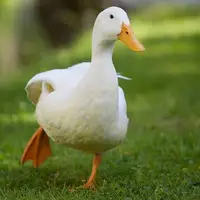 تا به حال دویدن اردک را دیده اید؟
