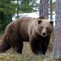 حمله خرس به دامدار ایلامی در پی ورود به زیستگاه