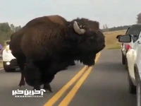 بستنِ جاده توسط گاو آمریکاییِ ۹۰۰ کیلوگرمی